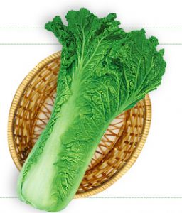供应津秋219—白菜种子