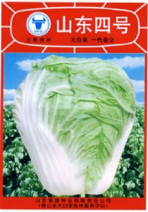 供应山东四号—白菜种子
