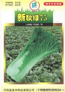 供应新秋绿75—白菜种子