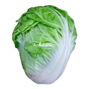供应热王A2—白菜种子