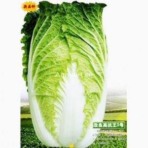 供应改良高抗王3号—白菜种子
