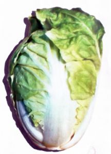 供应春华—白菜种子