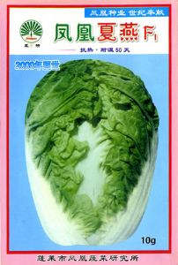 供应夏燕三号白菜F1—白菜种子