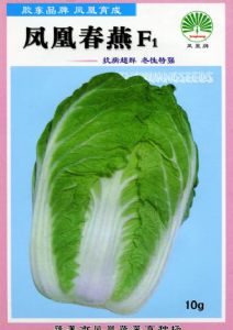 供应凤凰春燕F1—白菜种子