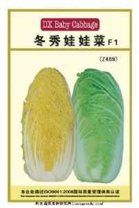 供应冬秀娃娃菜F1(z489）—白菜种子
