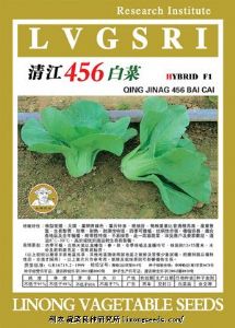 供应清江456白菜（456）—白菜种子