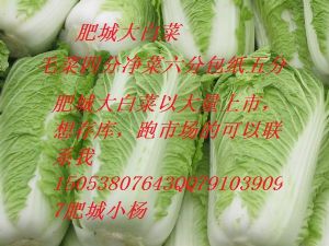 供应北京新三号大白菜