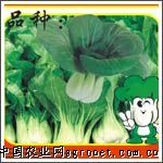 供应青菜08版（编子代）—白菜种子