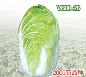 供应VB08-26—白菜种子