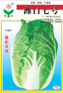 供应潍白七号—白菜种子