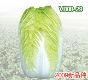 供应VB08-29—白菜种子