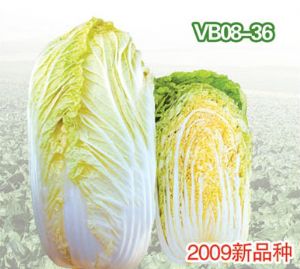 供应VB08-36—白菜种子