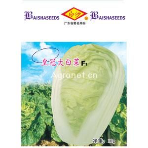 供应白沙皇冠大白菜—白菜种子
