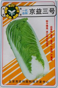 供应京益三号—白菜种子