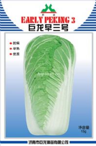 供应巨龙早三号—白菜种子