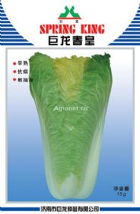 供应巨龙春皇—白菜种子