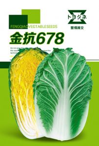 供应金抗678—白菜种子