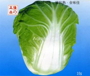 供应怡农40天—白菜种子