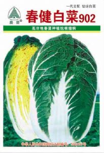 供应春健白菜902—白菜种子