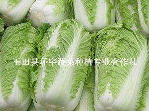 供应优质北京三号白菜