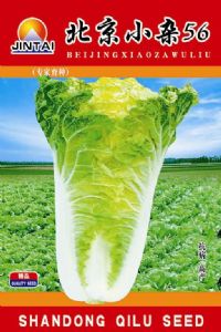 供应北京小杂56—白菜种子