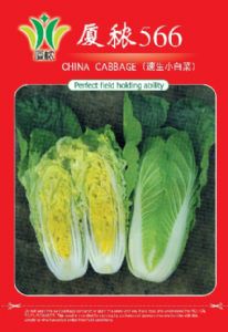 供应566—叶菜种子白菜种子