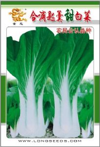 供应合浦白菜——白菜种子