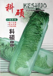 供应科硕88—白菜种子