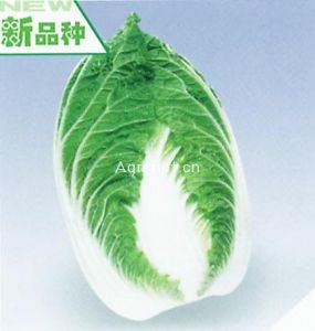 供应春荣黄——大白菜种子