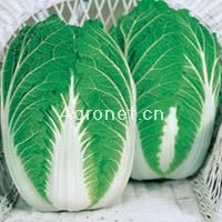 供应CR绿球白菜—白菜种子