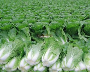 供应韩国进口大白菜种子