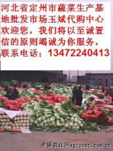 供应优质北京新三号大白菜