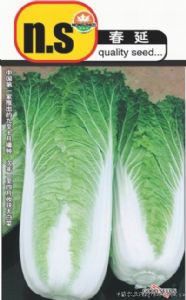 供应春延—白菜种子