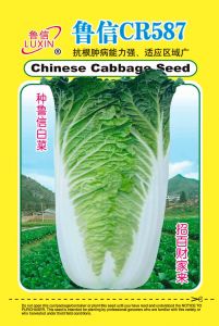 供应CR587—白菜种子