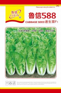 供应CR588—白菜种子