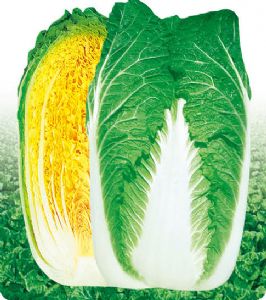 供应CR1573—白菜种子
