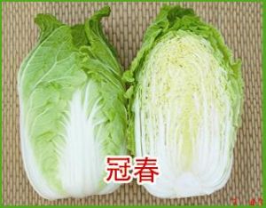供应冠春-白菜种子