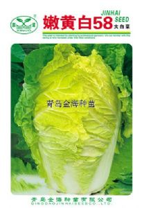 供应嫩黄白68—白菜种子