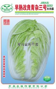 供应早熟改良青杂三号—白菜种子