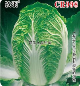 供应汝羽CR998—白菜种子
