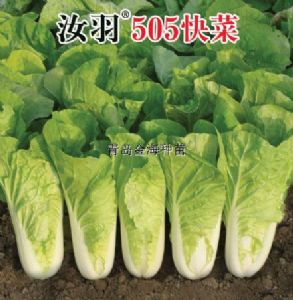 供应汝羽505快菜—白菜种子