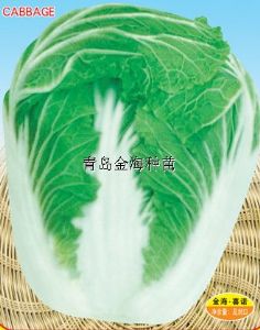 供应城阳青研—白菜种子