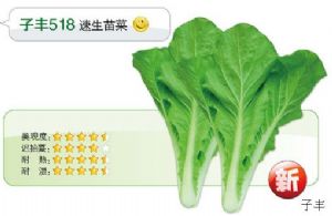 供应子丰518—白菜种子