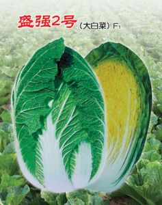 供应盛强2号—白菜种子