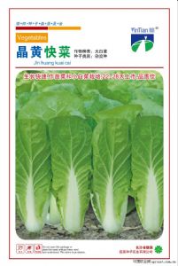 供应晶黄快菜—白菜种子