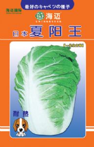 供应夏阳王—白菜种子