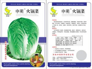 供应申萌火锅菜—白菜种子