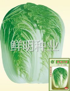 供应航选2号—白菜种子