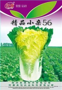 供应白菜种子——小杂56