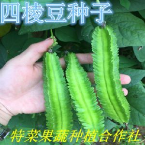 四棱豆种子供应